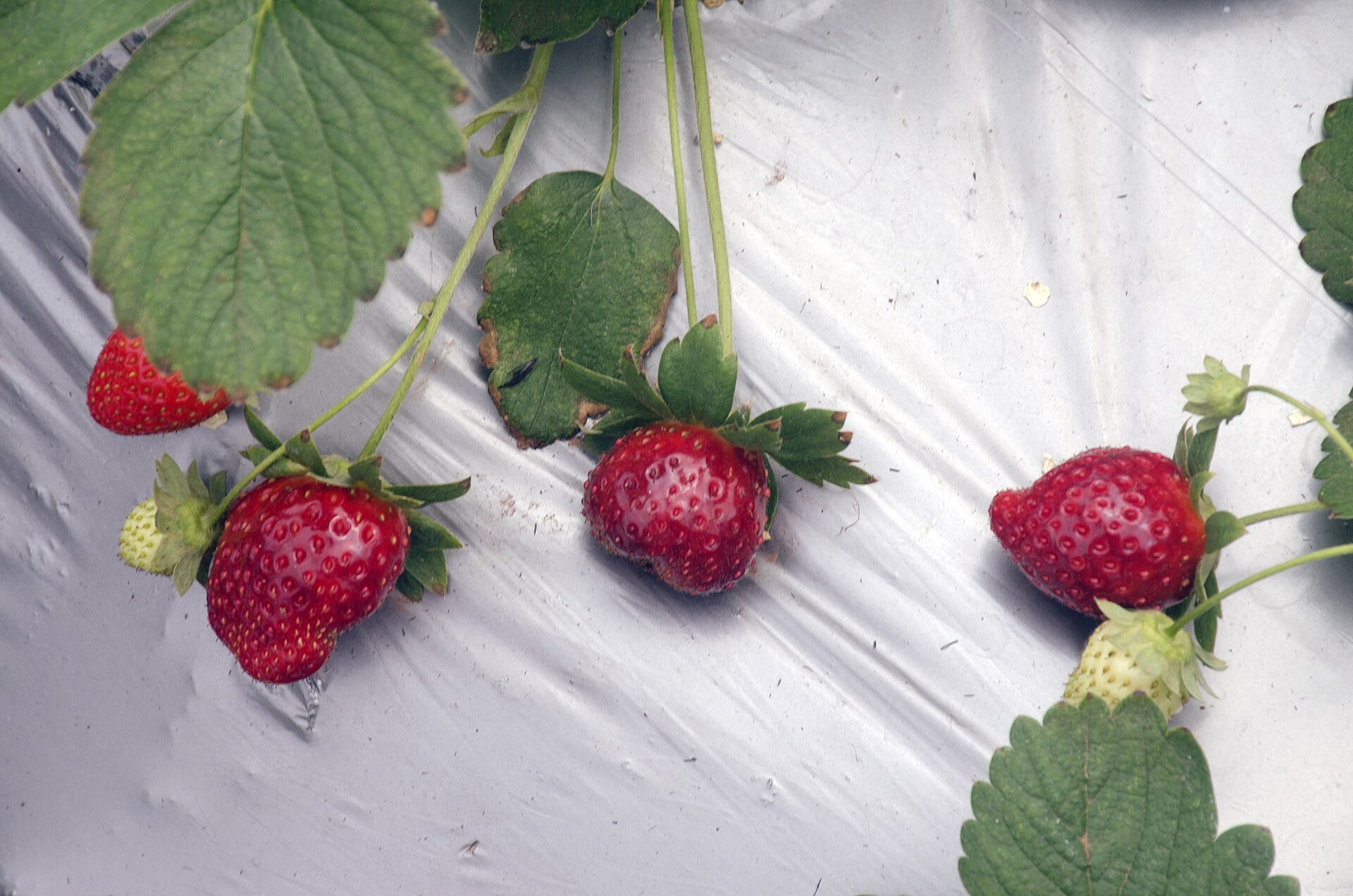 Mahabaleshwar strawberry farm stop