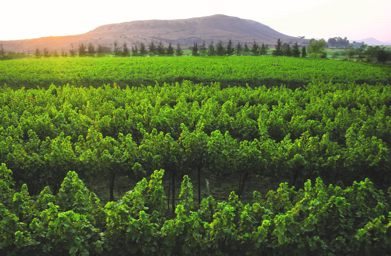 Vineyards in Nashik for the package tour