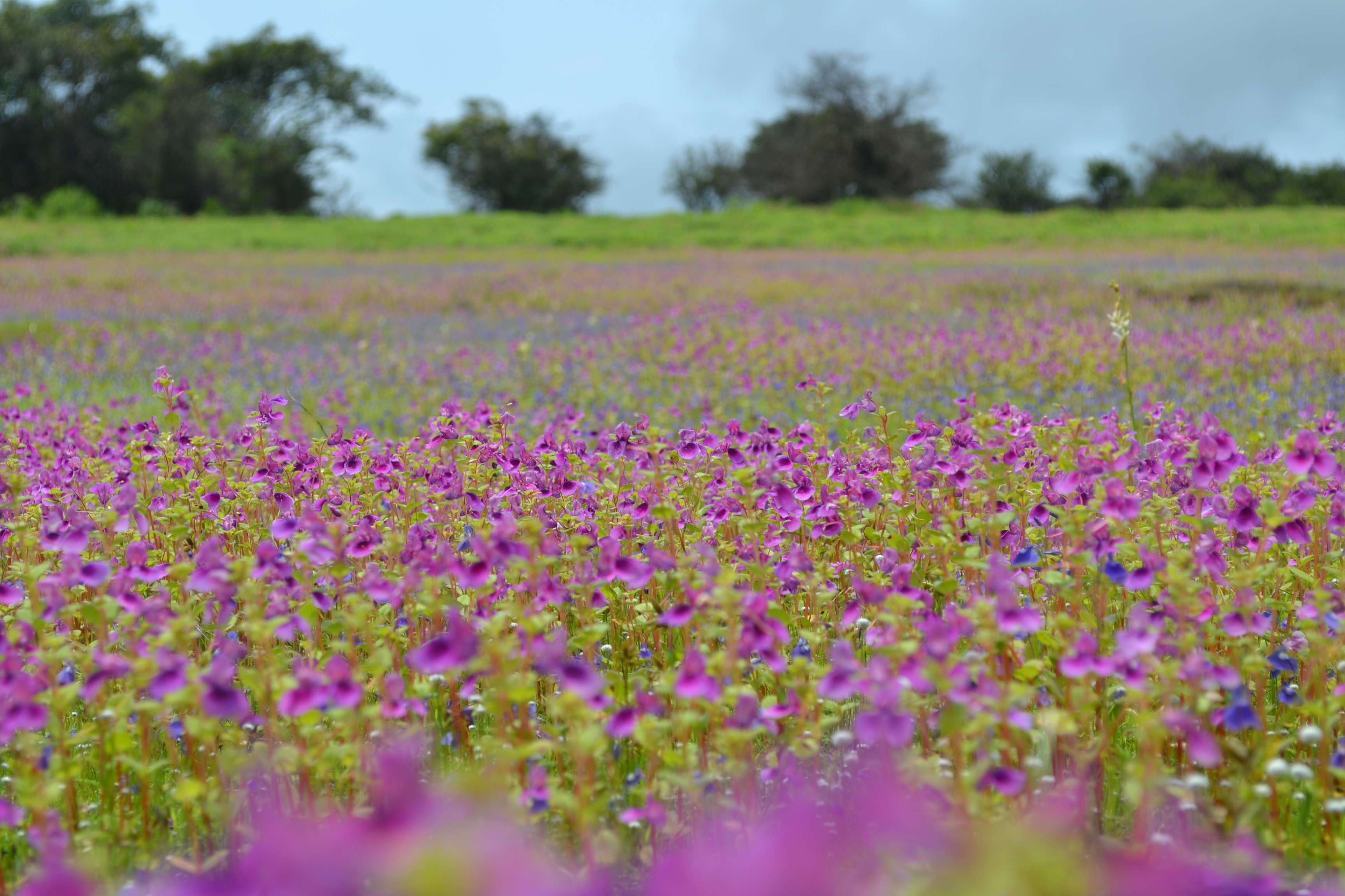 Kaas Plateau flowers near Satara